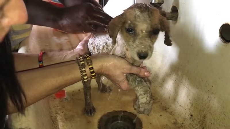 They Gave Him a Bath (Probably His First Ever) | 