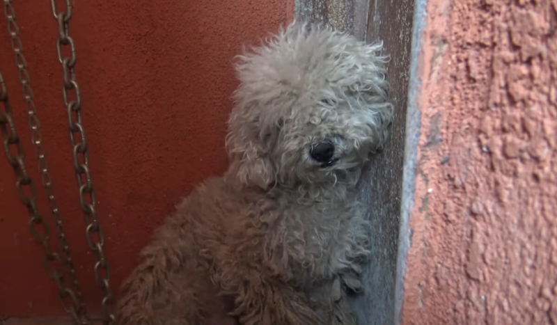 Homeless Poodle Refuses Help From Rescuers | 