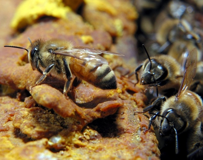 If a Bee Stings You Near a Hive, Find Shelter | Getty Images Photo by Martin Chan/South China Morning Post