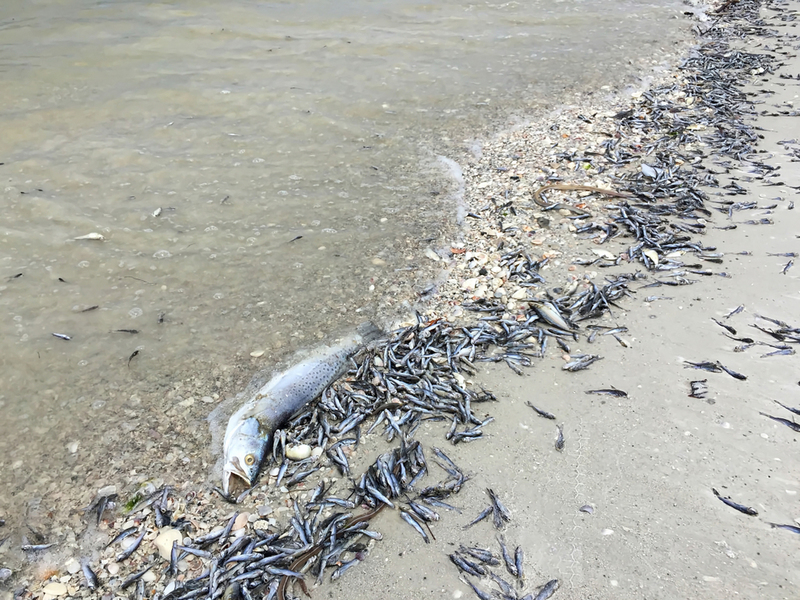If There Are Dead Fish on the Shore, Don’t Go in the Water | Shutterstock