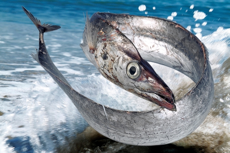 Sablefish | Alamy Stock Photo