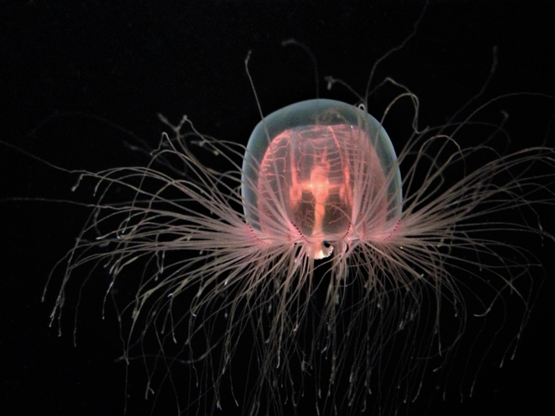 The Immortal Jellyfish | Shutterstock