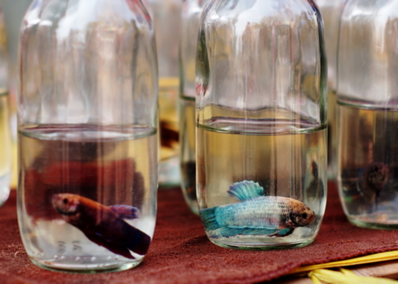 Fish in A Bottle Trick | Chonlawut/Shutterstock