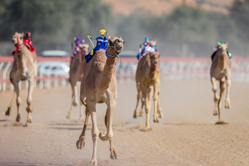 There is Robot Camel Racing in Dubai | Getty Images Photo by Mike Hook/SOPA Images/LightRocket 