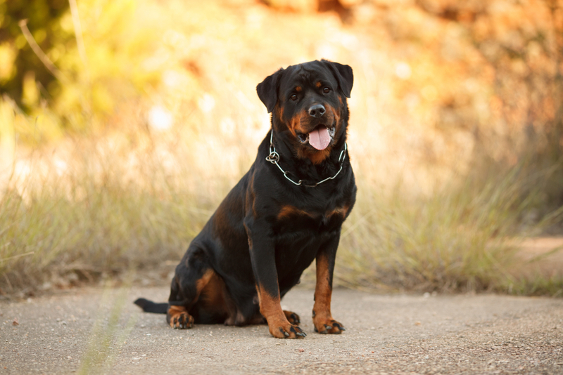 Rottweiler | Shutterstock Photo by Serova_Ekaterina