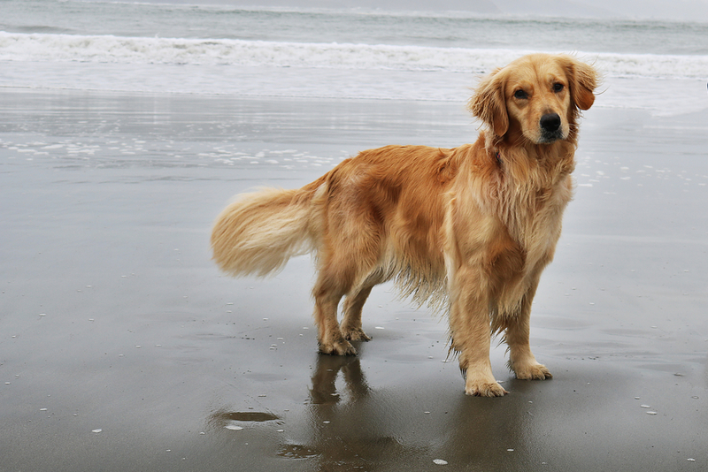Golden Retriever | Shutterstock Photo by Hollysdogs