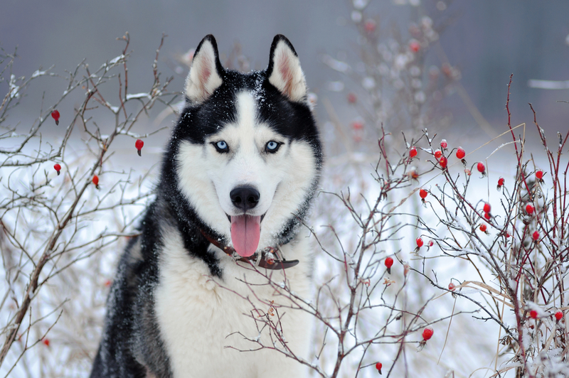Alaskan Husky | Shutterstock Photo by Sergey Bogdanov