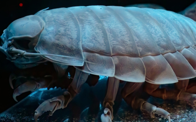 Giant Isopod | Shutterstock