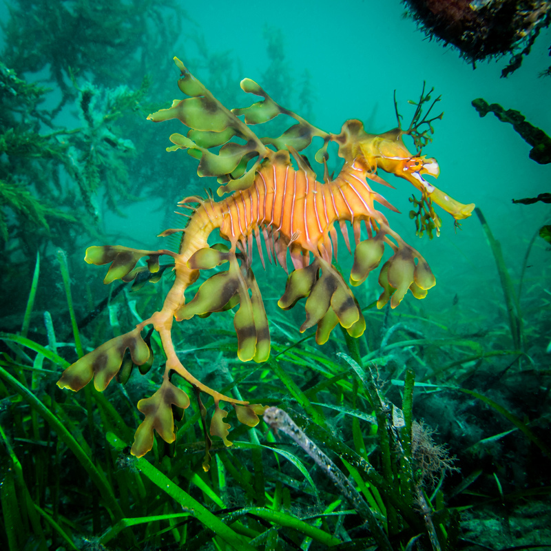 Leafy Seadragon | Shutterstock