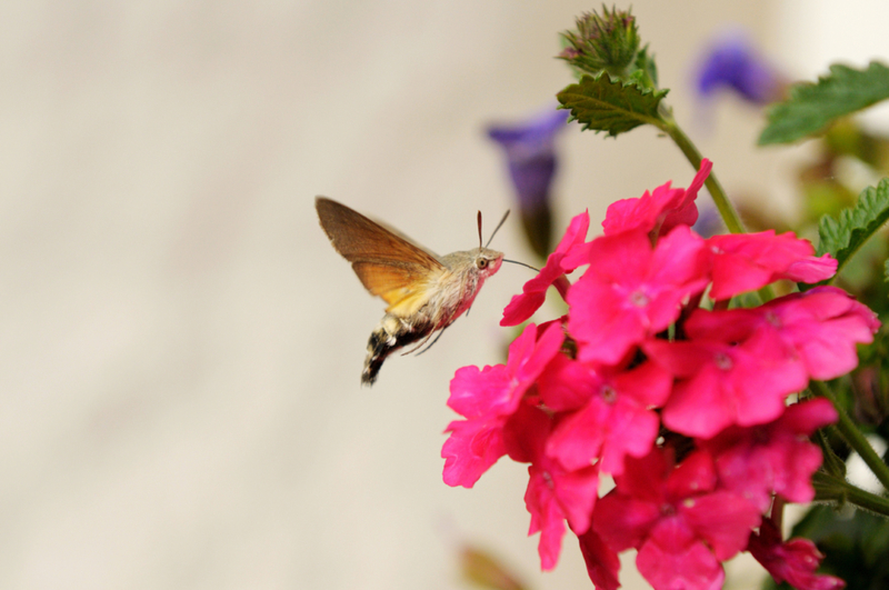 Hummingbird Hawk-Moth | Alamy Stock Photo