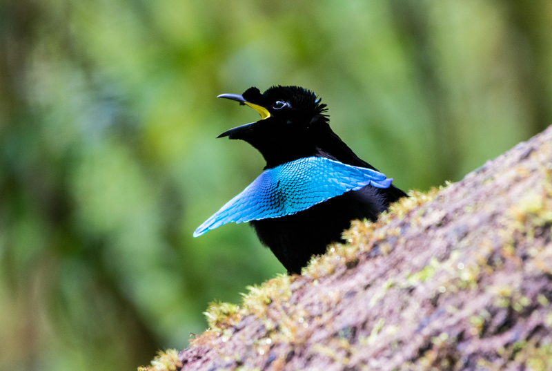 Vogelkop Superb Bird-of-Paradise | Alamy Stock Photo
