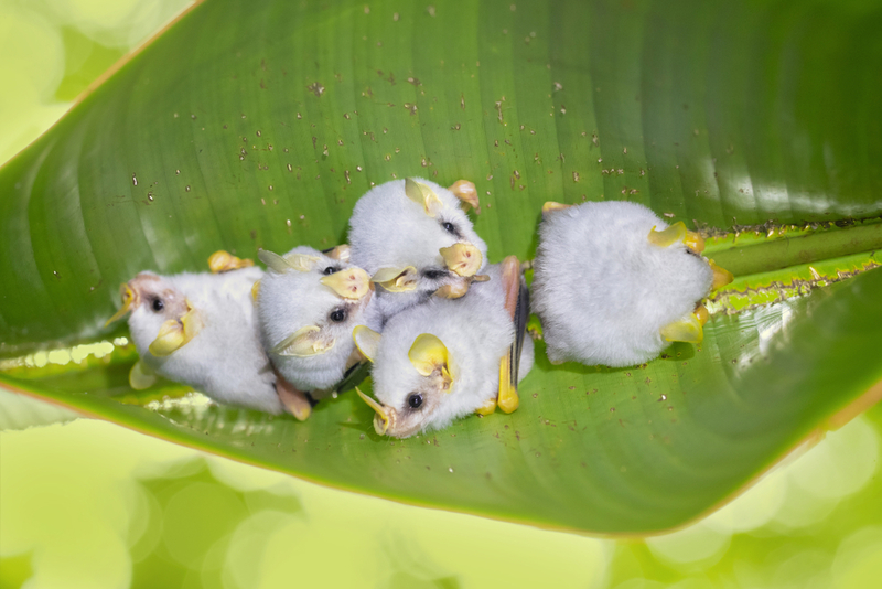 Honduran White Bat | Shutterstock