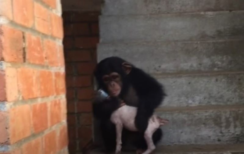 Snafu Made Friends with the Chimps | Youtube.com/Their Turn