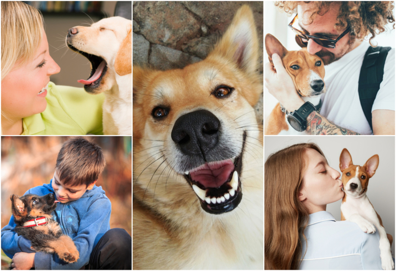 Adorable Rescue Dogs Going Home With Their New Families | Shutterstock