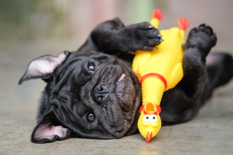 Pet Toys | Shutterstock