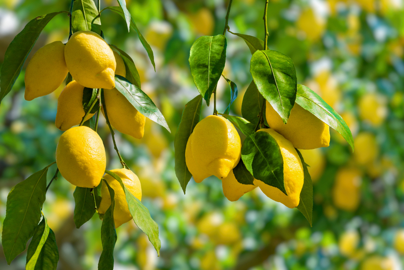 Lemons | IgorZh/Shutterstock