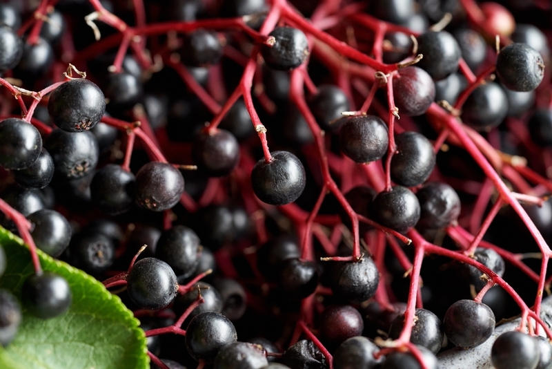 Wild Berries | Madeleine Steinbach/Shutterstock