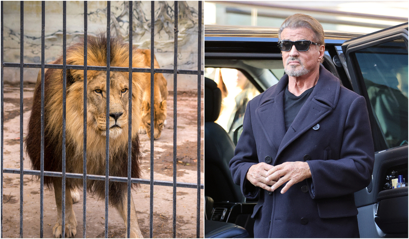 Sylvester Stallone: Lion Cage Cleaner | Shutterstock & Getty Images Photo by Neil Mockford/GC Images