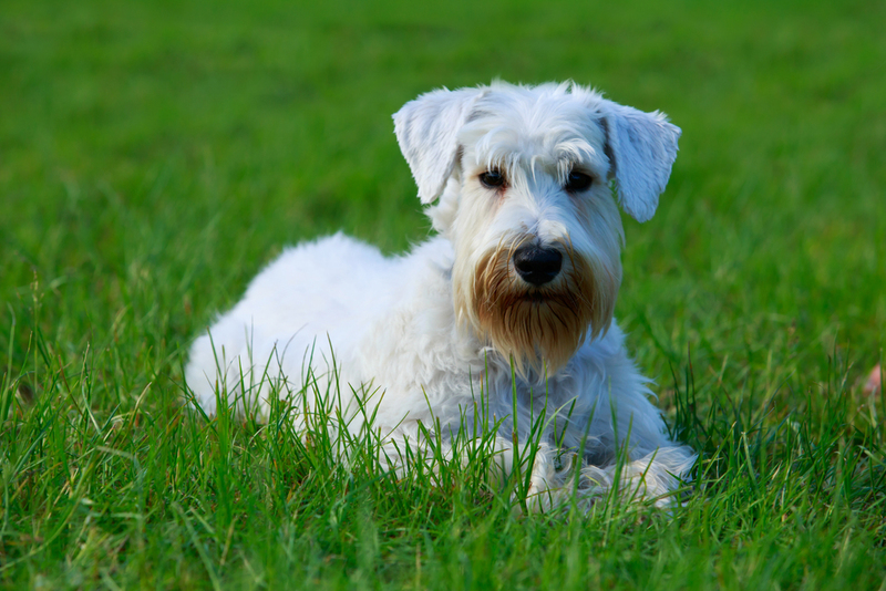Sealyham Terrier | Shutterstock