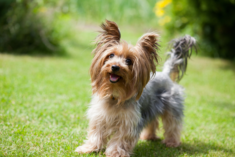 Yorkshire Terrier | Shutterstock