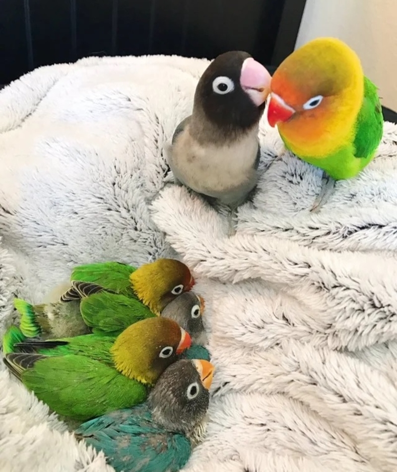 These Adorable Lovebirds | Twitter/@painthands