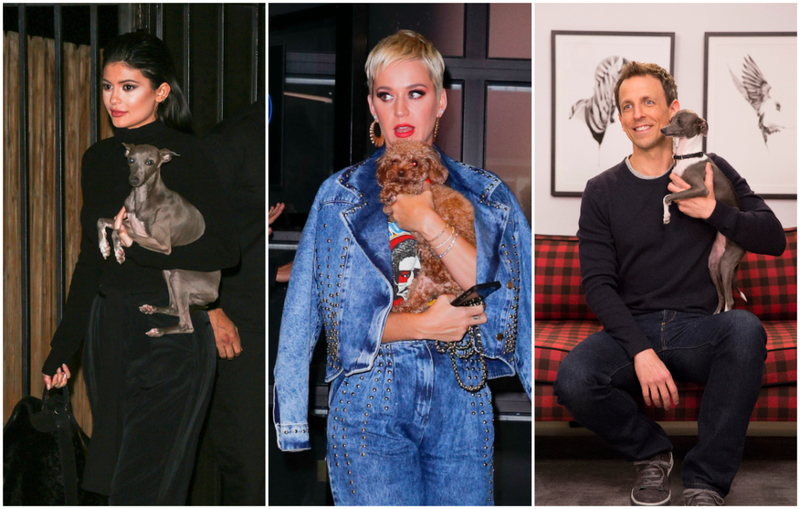 These Celebrity-Owned Pets Have Better Lives Than Most Humans | Getty Images Photo by gotpap/Bauer-Griffin/GC Images & Gotham/GC Images & Lloyd Bishop/NBCU Photo Bank