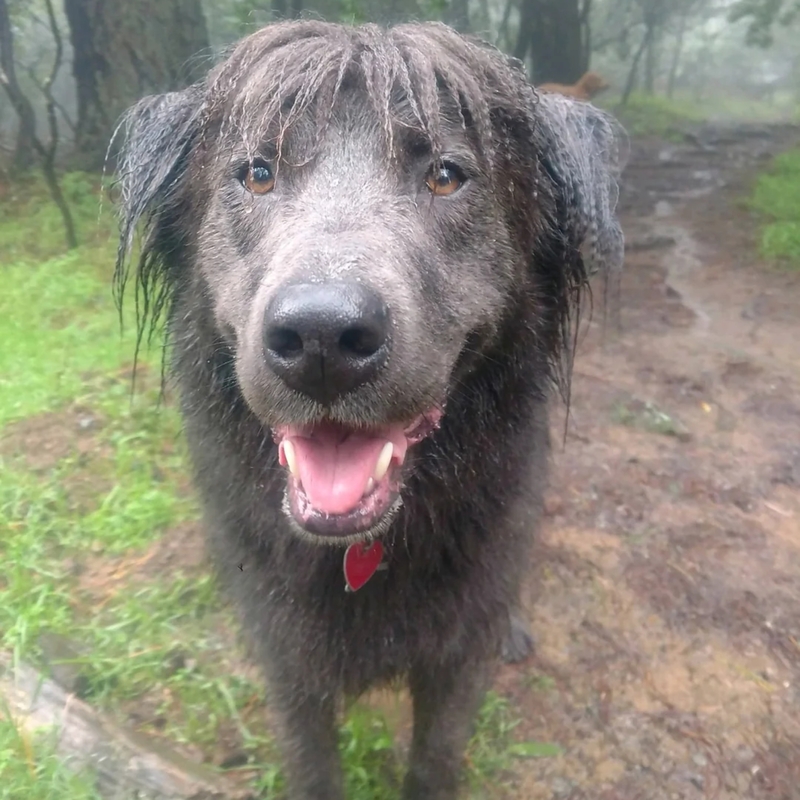 That's One Wet Dog | Reddit.com/Anonymous