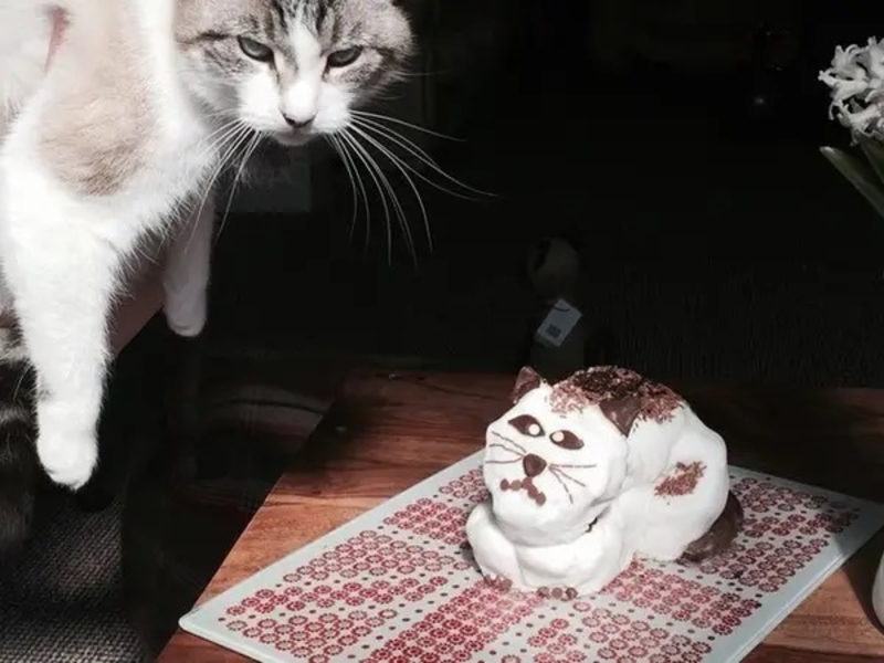 The Cat's Meow | Reddit.com/Olibobs