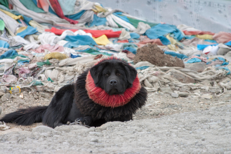 Tibetan Mastiff | Alamy Stock Photo