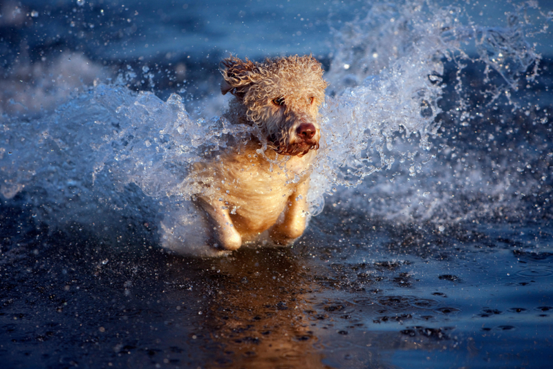 Portuguese Water Dog | Alamy Stock Photo