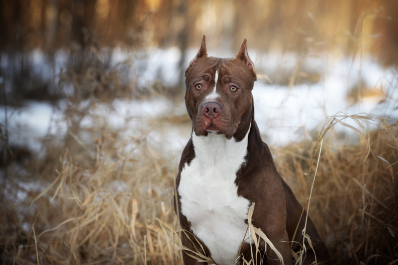 American Pit Bull Terrier | Shutterstock