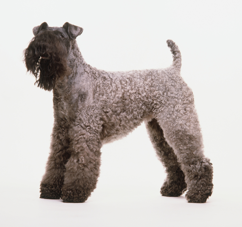 Kerry Blue Terrier | Alamy Stock Photo