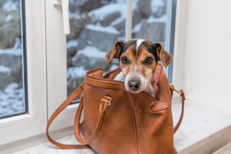 The Doggy Bag | Alamy Stock Photo by Karoline Thalhofer
