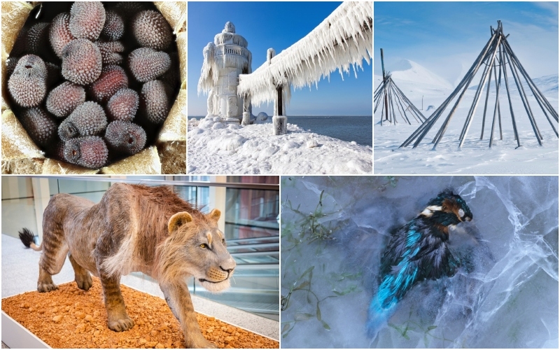 The Coolest Things Ever Found Trapped in Ice Part 2 | Alamy Stock Photo by Julian Cremona & Craig Sterken & blickwinkel/McPHOTO/GUN & agefotostock /Tolo Balaguer & FLPA