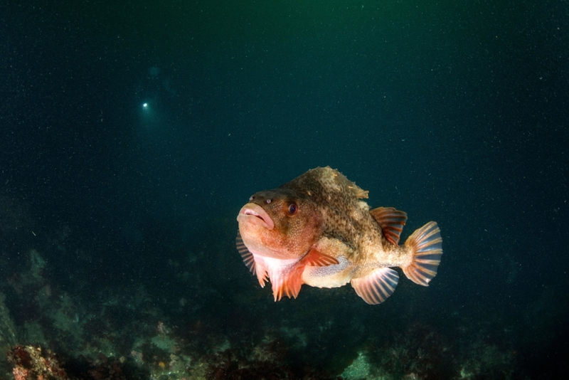 Creatures of the Deep | Alamy Stock Photo