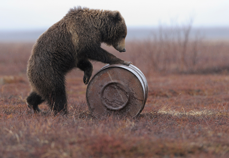 Addiction Among Bears | Alamy Stock Photo