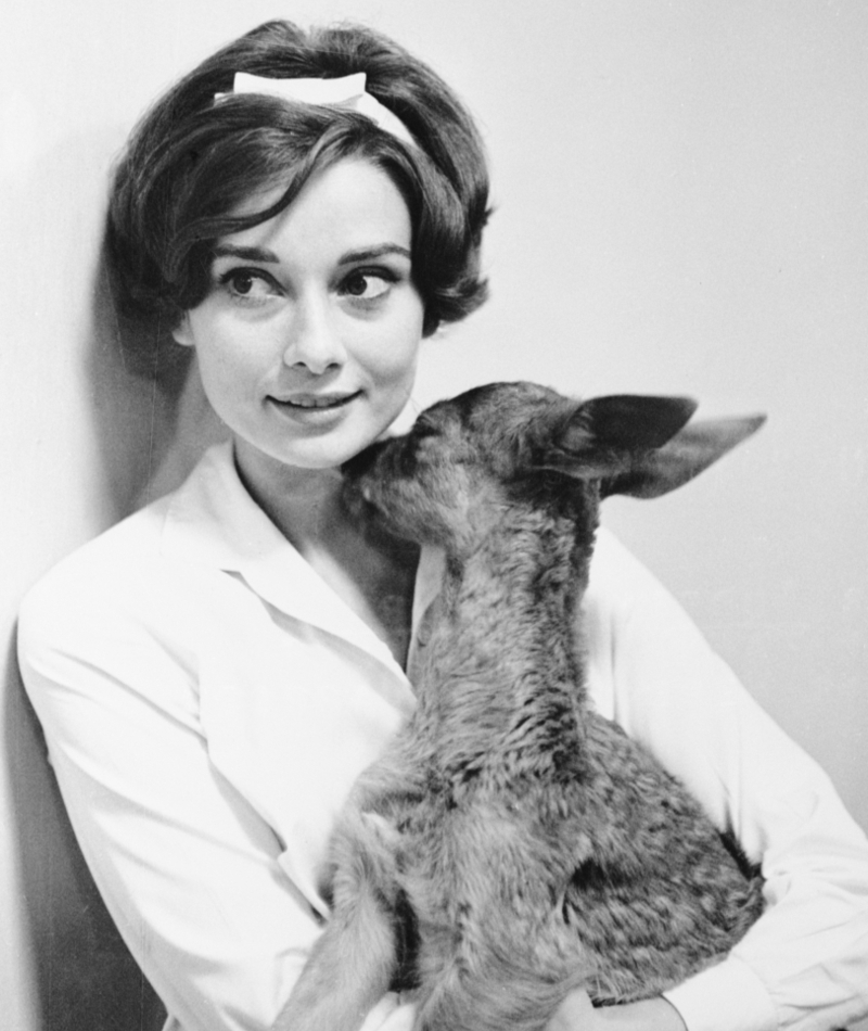 Miss Audrey Hepburn With Her Pet Deer | Getty Images Photo by Bettmann/Contributor