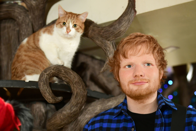 Ed Sheeran: Graham | Getty Images Photo by Ian West/PA Images 