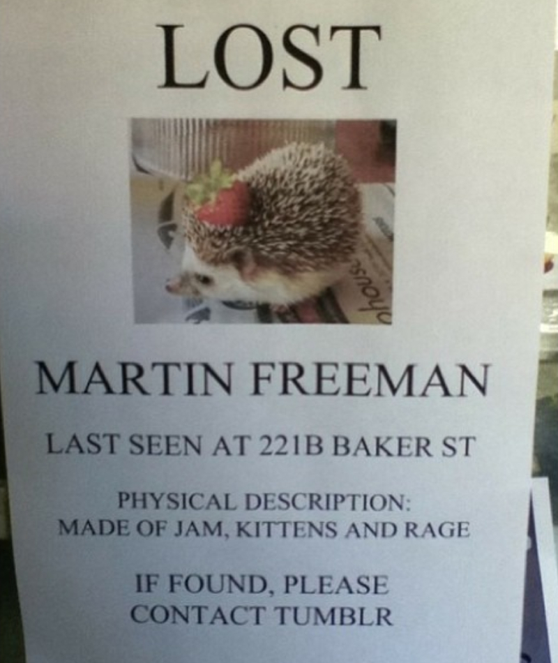The Curious Case of a Missing Hedgehog | Instagram/@consultingstarwhale