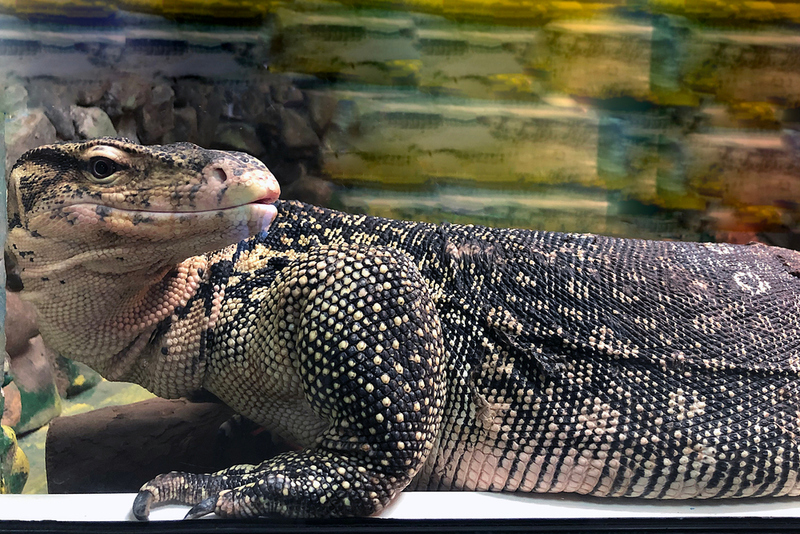 Lizards. Really Big Lizards | Shutterstock