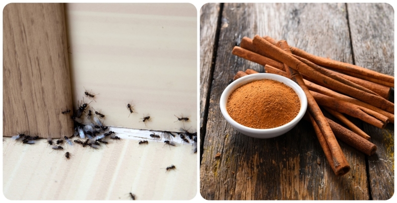 Spicy Ants | Shutterstock