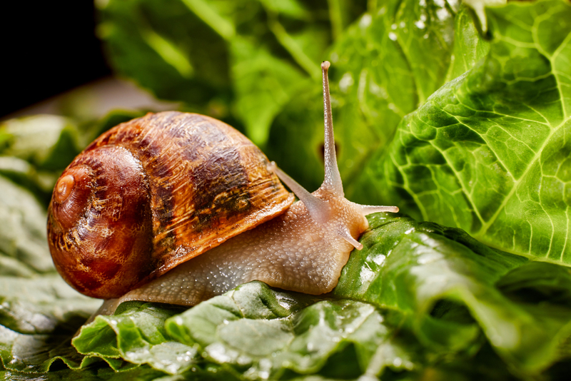 Get Rid of Snails | Shutterstock