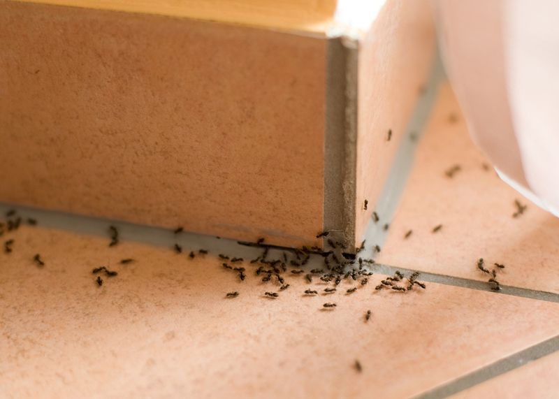 Keep Ants Away | Shutterstock