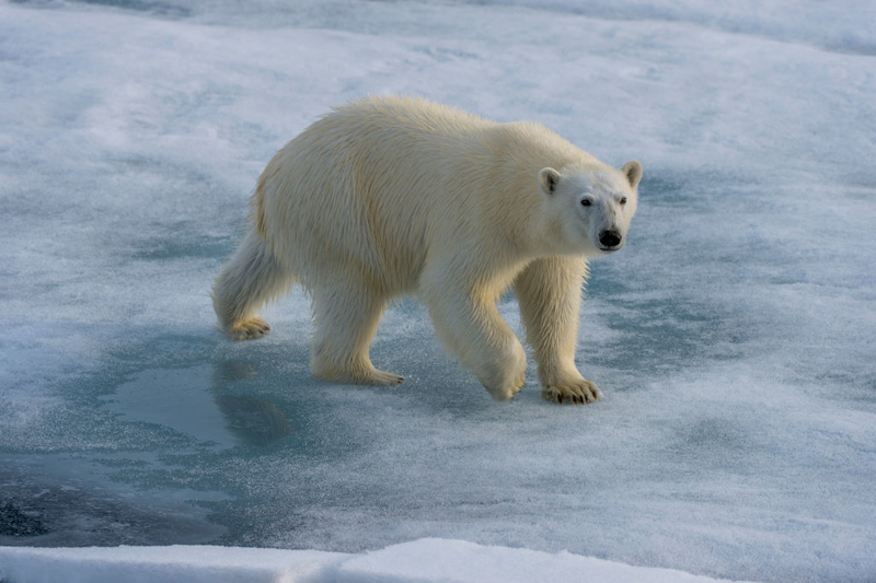 Scare Off Polar Bears | Getty Images Photo by Wolfgang Kaehler/LightRocket
