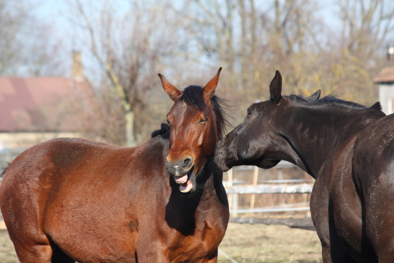 That's One Funny Horse | Alamy Stock Photo by Anastasija Popova 