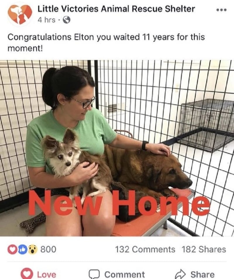 Elton's New Home | Facebook/@LittleVictoriesAnimalRescueShelter