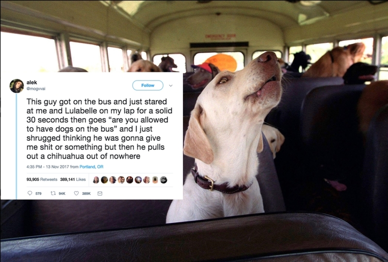 Dogs on the Bus? | Alamy Stock Photo by ABACAPRESS & Twitter/@mogvvai