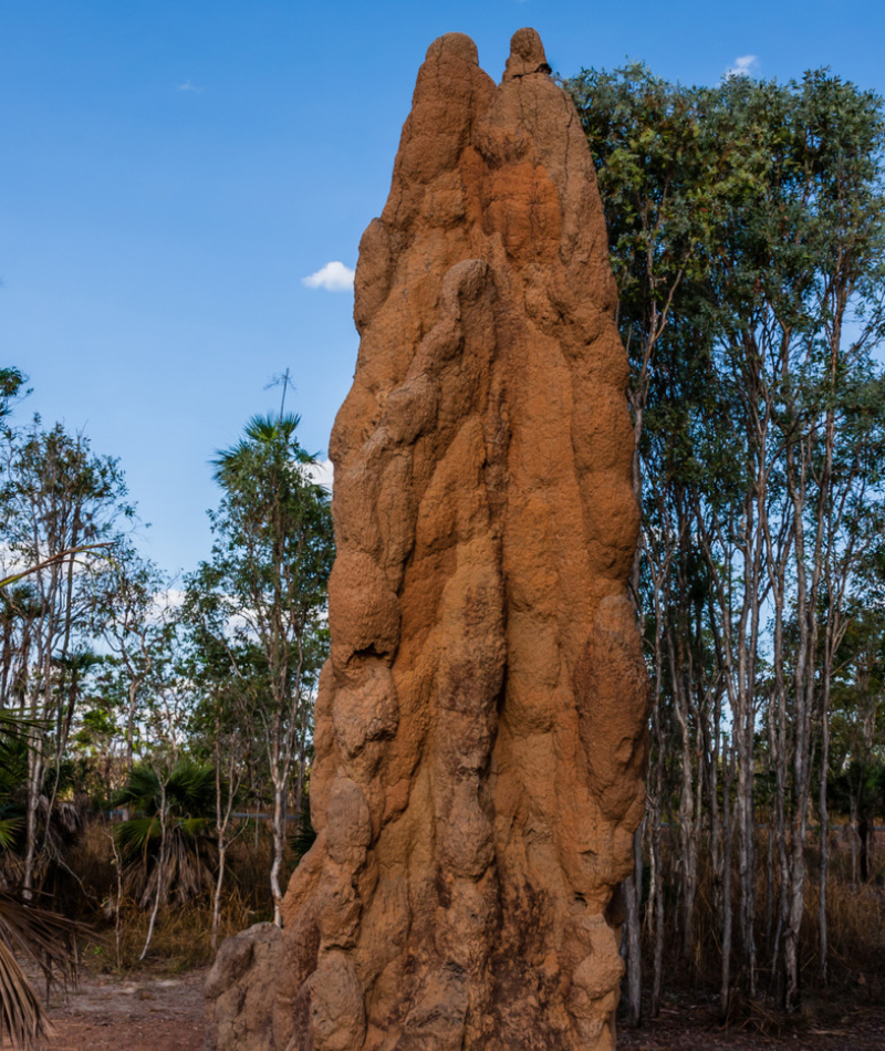 Termite Mounds | Getty Images Photo by vdvornyk