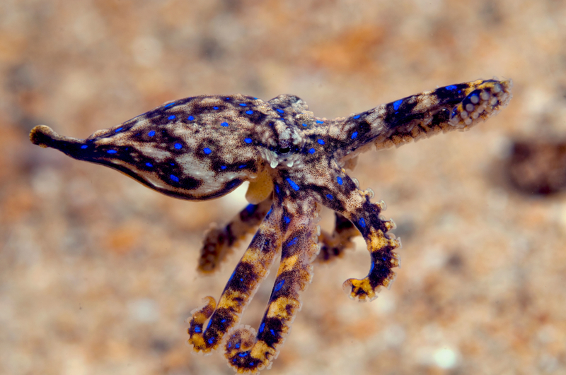 Octopus | Alamy Stock Photo by Michael Patrick O