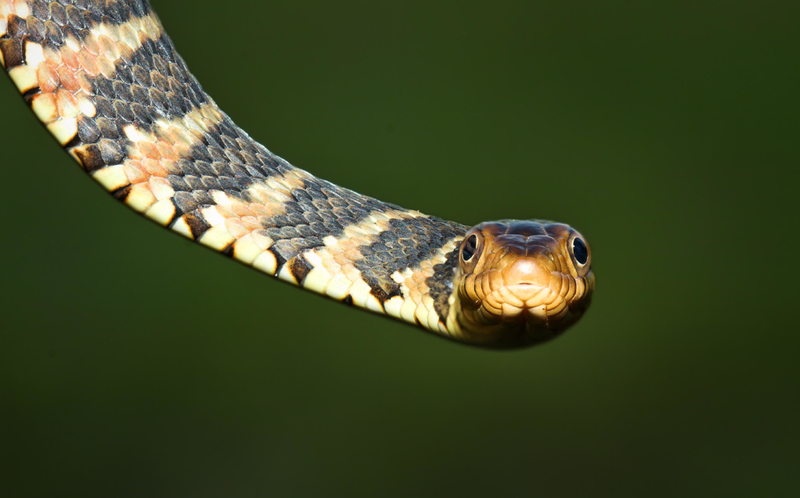 Kentucky Has Some Unholy Snakes | Alamy Stock Photo
